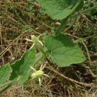 Trichosanthes scabra Lour.
